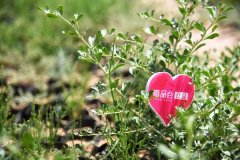 唯品会4万棵爱心林点绿阿拉善，实现绿